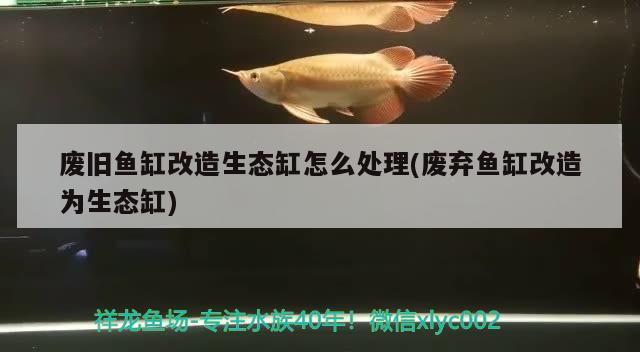 廢舊魚缸改造生態(tài)缸怎么處理(廢棄魚缸改造為生態(tài)缸) 斑馬鴨嘴魚