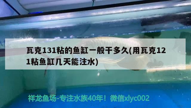 瓦克131粘的魚(yú)缸一般干多久(用瓦克121粘魚(yú)缸幾天能注水) 巴卡雷龍魚(yú)