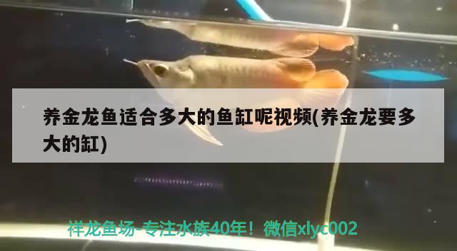 養(yǎng)金龍魚適合多大的魚缸呢視頻(養(yǎng)金龍要多大的缸) 其他益生菌