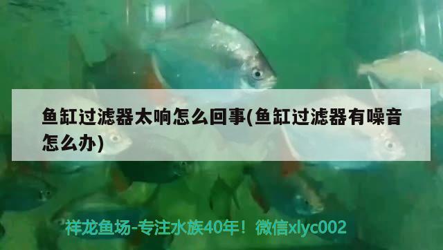 魚缸過濾器太響怎么回事(魚缸過濾器有噪音怎么辦) 潛水艇魚