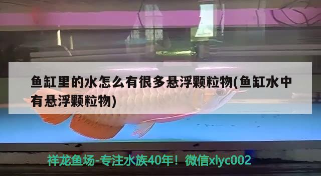 魚缸里的水怎么有很多懸浮顆粒物(魚缸水中有懸浮顆粒物) 觀賞魚市場