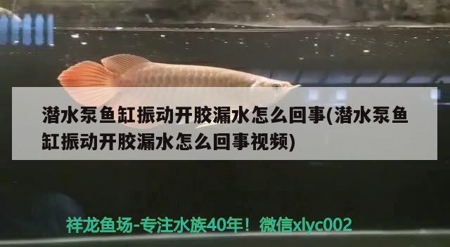 潛水泵魚缸振動開膠漏水怎么回事(潛水泵魚缸振動開膠漏水怎么回事視頻) 巨骨舌魚 第1張