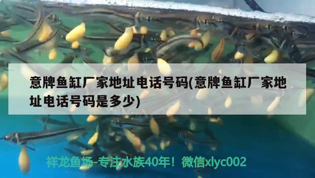 意牌魚(yú)缸廠家地址電話號(hào)碼(意牌魚(yú)缸廠家地址電話號(hào)碼是多少) 月光鴨嘴魚(yú)苗