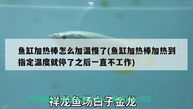 魚缸加熱棒怎么加溫慢了(魚缸加熱棒加熱到指定溫度就停了之后一直不工作) 祥龍金禾金龍魚