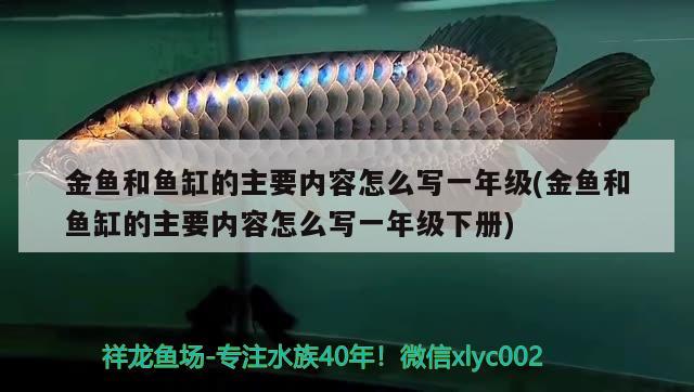 金魚和魚缸的主要內容怎么寫一年級(金魚和魚缸的主要內容怎么寫一年級下冊) 和尚魚