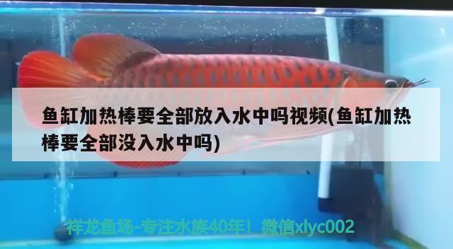 魚缸加熱棒要全部放入水中嗎視頻(魚缸加熱棒要全部沒入水中嗎) 祥龍水族濾材/器材