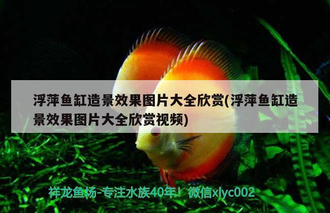 浮萍魚(yú)缸造景效果圖片大全欣賞(浮萍魚(yú)缸造景效果圖片大全欣賞視頻)