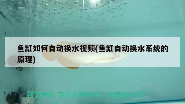 魚缸如何自動換水視頻(魚缸自動換水系統(tǒng)的原理) 其他益生菌