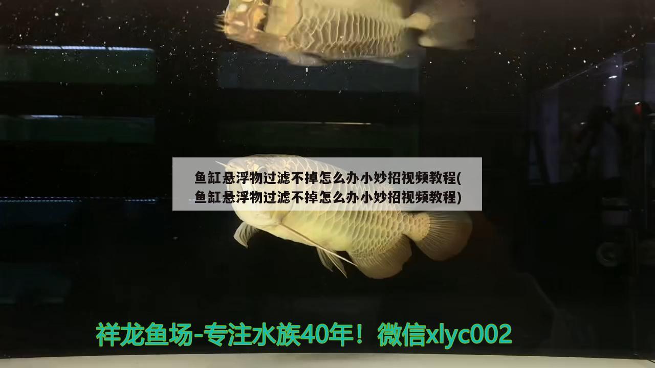 魚缸懸浮物過濾不掉怎么辦小妙招視頻教程(魚缸懸浮物過濾不掉怎么辦小妙招視頻教程)