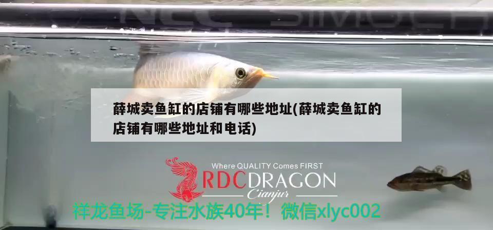 薛城賣魚缸的店鋪有哪些地址(薛城賣魚缸的店鋪有哪些地址和電話)