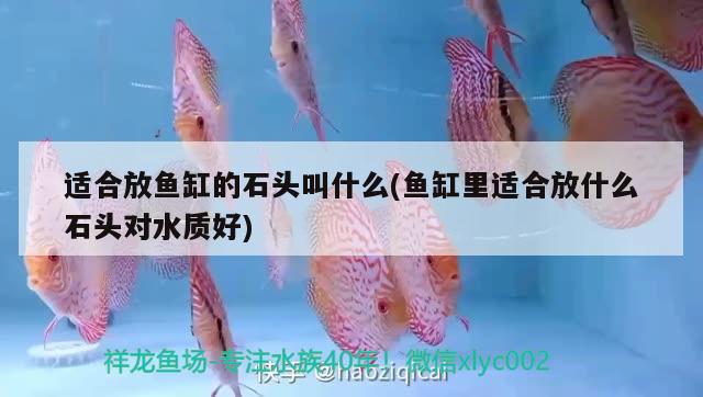 適合放魚缸的石頭叫什么(魚缸里適合放什么石頭對水質(zhì)好)