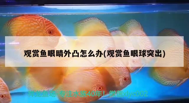 觀賞魚眼睛外凸怎么辦(觀賞魚眼球突出) 殺菌消毒設(shè)備