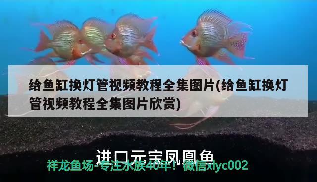 給魚缸換燈管視頻教程全集圖片(給魚缸換燈管視頻教程全集圖片欣賞)