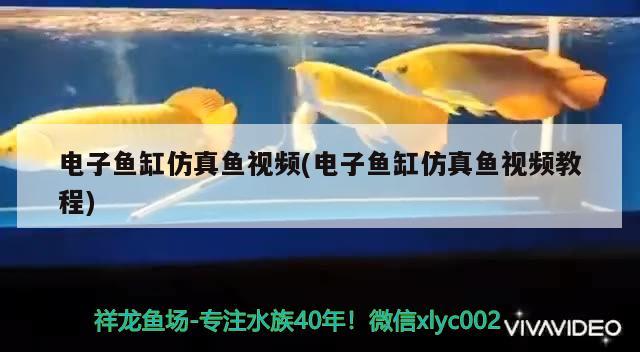 電子魚缸仿真魚視頻(電子魚缸仿真魚視頻教程)