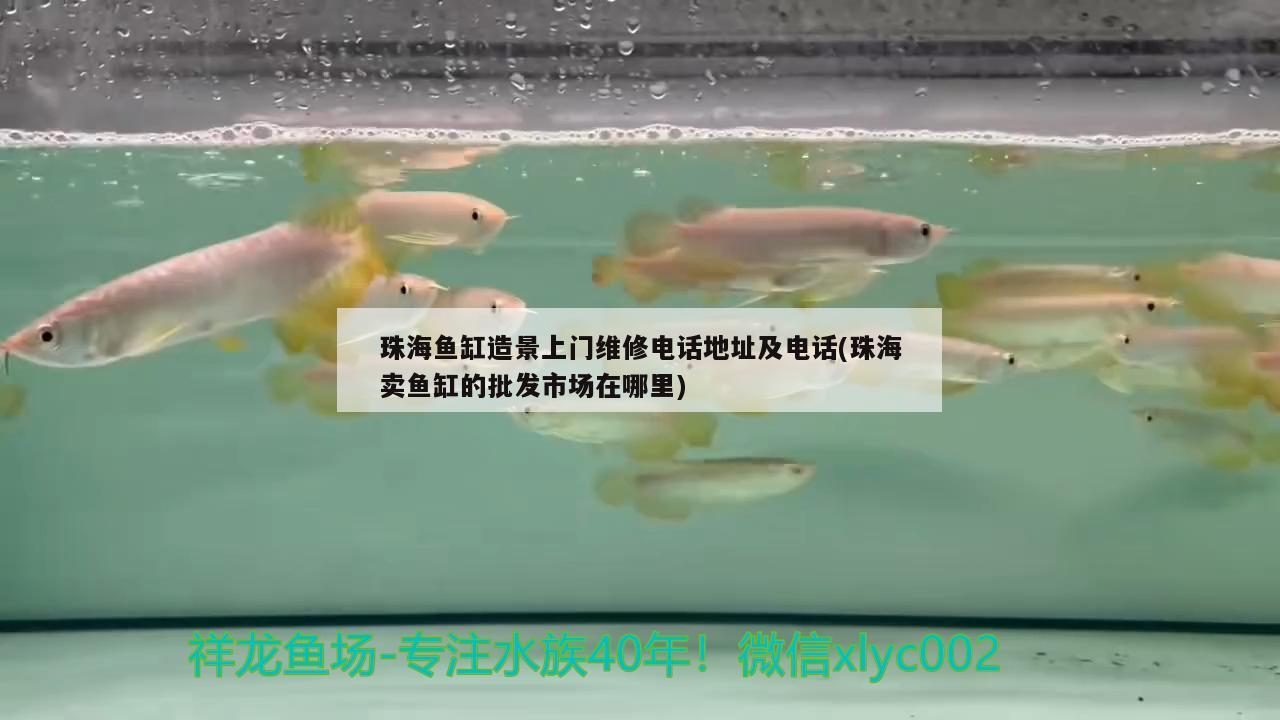 珠海魚缸造景上門維修電話地址及電話(珠海賣魚缸的批發(fā)市場在哪里)