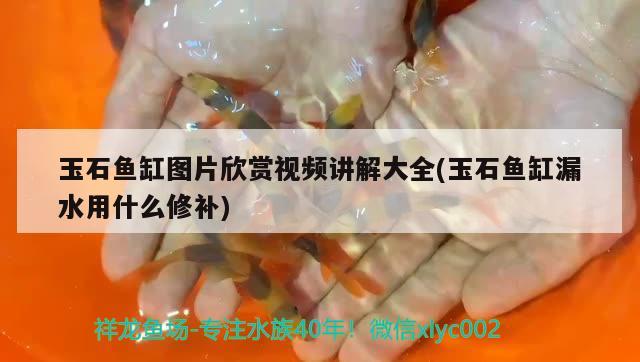 玉石魚缸圖片欣賞視頻講解大全(玉石魚缸漏水用什么修補(bǔ)) 泰國虎魚（泰虎）