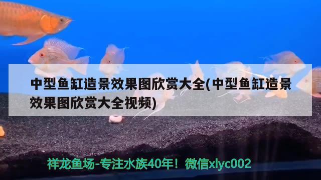 中型魚(yú)缸造景效果圖欣賞大全(中型魚(yú)缸造景效果圖欣賞大全視頻) 魚(yú)缸凈水劑