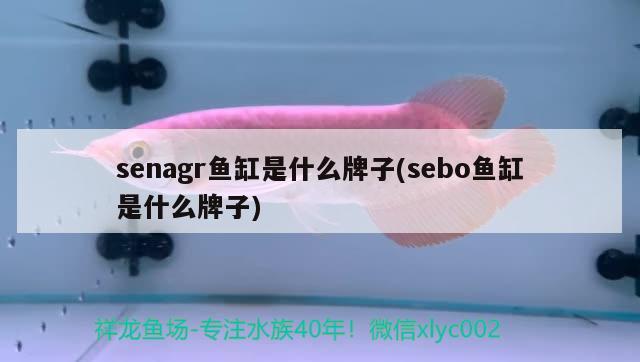 senagr魚缸是什么牌子(sebo魚缸是什么牌子)