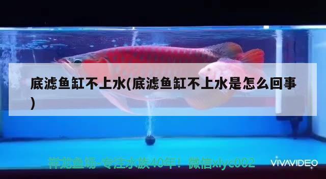 底濾魚缸不上水(底濾魚缸不上水是怎么回事)