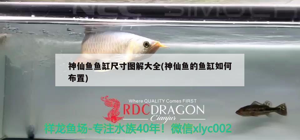 神仙魚魚缸尺寸圖解大全(神仙魚的魚缸如何布置)