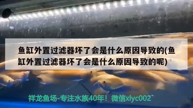 魚缸外置過濾器壞了會是什么原因?qū)е碌?魚缸外置過濾器壞了會是什么原因?qū)е碌哪? 帝王迷宮魚