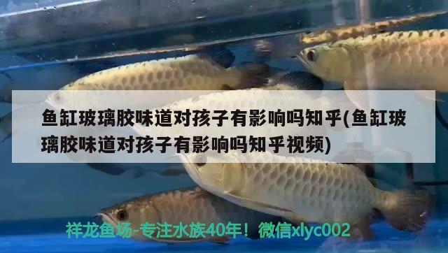 魚缸玻璃膠味道對孩子有影響嗎知乎(魚缸玻璃膠味道對孩子有影響嗎知乎視頻)