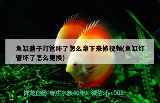 魚缸蓋子燈管壞了怎么拿下來修視頻(魚缸燈管壞了怎么更換)