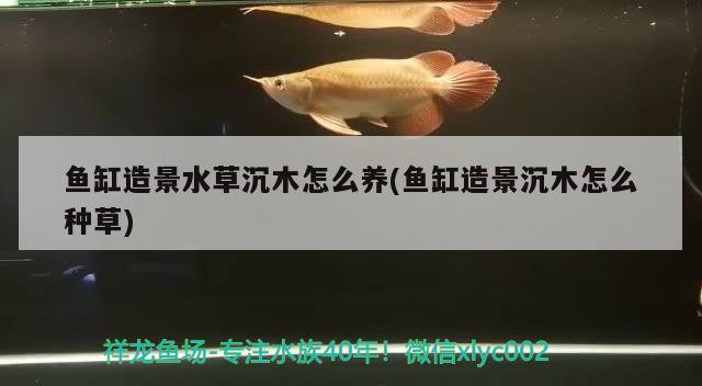 魚缸造景水草沉木怎么養(yǎng)(魚缸造景沉木怎么種草)