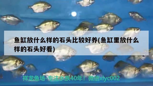 魚缸放什么樣的石頭比較好養(yǎng)(魚缸里放什么樣的石頭好看) 女王大帆魚苗