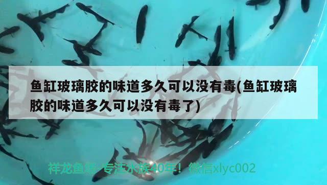 魚(yú)缸玻璃膠的味道多久可以沒(méi)有毒(魚(yú)缸玻璃膠的味道多久可以沒(méi)有毒了) 白子黃化銀龍魚(yú)