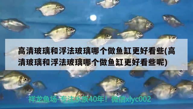 高清玻璃和浮法玻璃哪個(gè)做魚缸更好看些(高清玻璃和浮法玻璃哪個(gè)做魚缸更好看些呢)