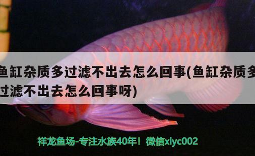 魚缸雜質(zhì)多過濾不出去怎么回事(魚缸雜質(zhì)多過濾不出去怎么回事呀)