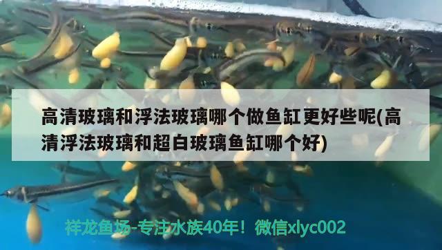 高清玻璃和浮法玻璃哪個(gè)做魚缸更好些呢(高清浮法玻璃和超白玻璃魚缸哪個(gè)好)