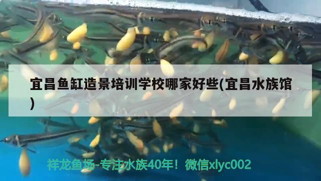 宜昌魚缸造景培訓(xùn)學(xué)校哪家好些(宜昌水族館) 慈雕魚