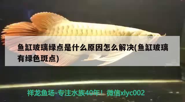 魚缸玻璃綠點是什么原因怎么解決(魚缸玻璃有綠色斑點)