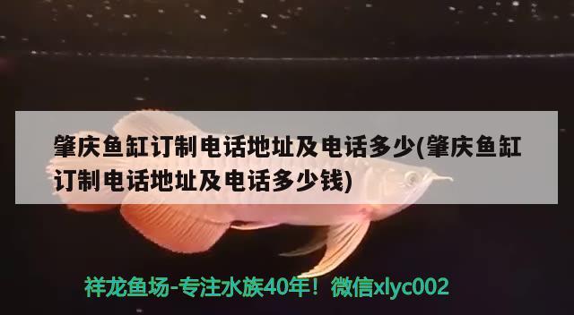 肇慶魚缸訂制電話地址及電話多少(肇慶魚缸訂制電話地址及電話多少錢)