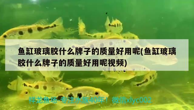 魚(yú)缸玻璃膠什么牌子的質(zhì)量好用呢(魚(yú)缸玻璃膠什么牌子的質(zhì)量好用呢視頻) 魚(yú)缸/水族箱