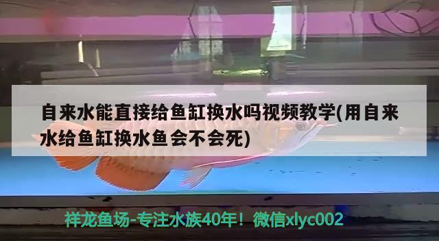 自來水能直接給魚缸換水嗎視頻教學(xué)(用自來水給魚缸換水魚會不會死) 觀賞魚 第1張