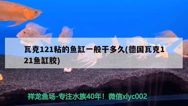 瓦克121粘的魚(yú)缸一般干多久(德國(guó)瓦克121魚(yú)缸膠)