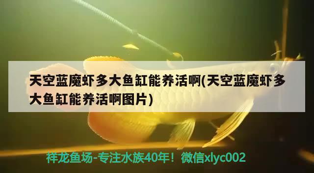 天空藍魔蝦多大魚缸能養(yǎng)活啊(天空藍魔蝦多大魚缸能養(yǎng)活啊圖片)