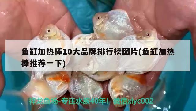 魚缸加熱棒10大品牌排行榜圖片(魚缸加熱棒推薦一下) 喂食器