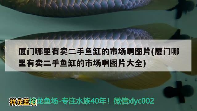 廈門哪里有賣二手魚缸的市場啊圖片(廈門哪里有賣二手魚缸的市場啊圖片大全) 一眉道人魚