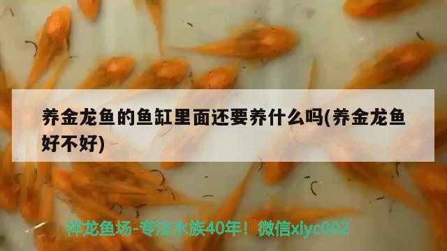 養(yǎng)金龍魚的魚缸里面還要養(yǎng)什么嗎(養(yǎng)金龍魚好不好)