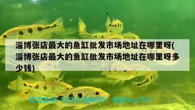 淄博張店最大的魚(yú)缸批發(fā)市場(chǎng)地址在哪里呀(淄博張店最大的魚(yú)缸批發(fā)市場(chǎng)地址在哪里呀多少錢)