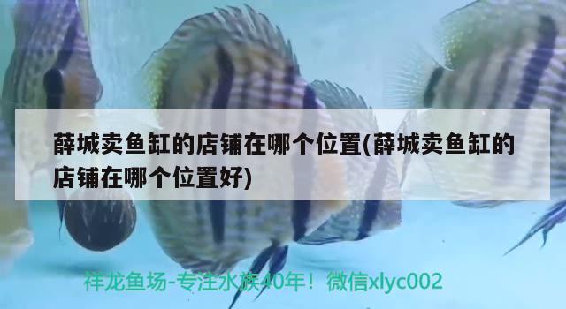 薛城賣魚缸的店鋪在哪個(gè)位置(薛城賣魚缸的店鋪在哪個(gè)位置好) 紅龍魚百科