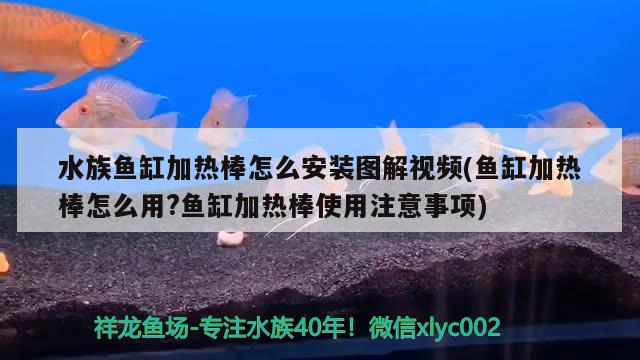 水族魚缸加熱棒怎么安裝圖解視頻(魚缸加熱棒怎么用?魚缸加熱棒使用注意事項) 白條過背金龍魚