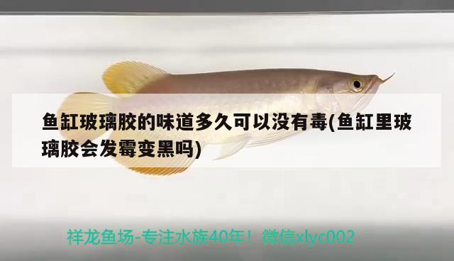 魚(yú)缸玻璃膠的味道多久可以沒(méi)有毒(魚(yú)缸里玻璃膠會(huì)發(fā)霉變黑嗎)