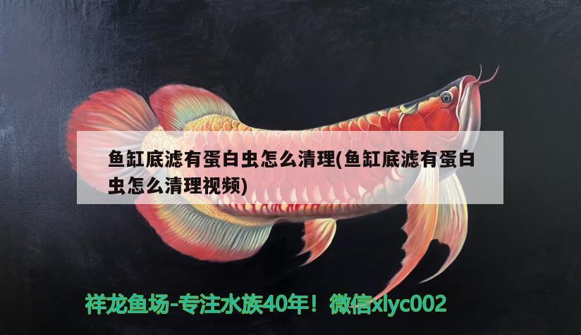 魚(yú)缸底濾有蛋白蟲(chóng)怎么清理(魚(yú)缸底濾有蛋白蟲(chóng)怎么清理視頻)