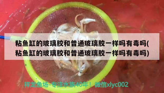 粘魚缸的玻璃膠和普通玻璃膠一樣嗎有毒嗎(粘魚缸的玻璃膠和普通玻璃膠一樣嗎有毒嗎) 祥龍金禾金龍魚