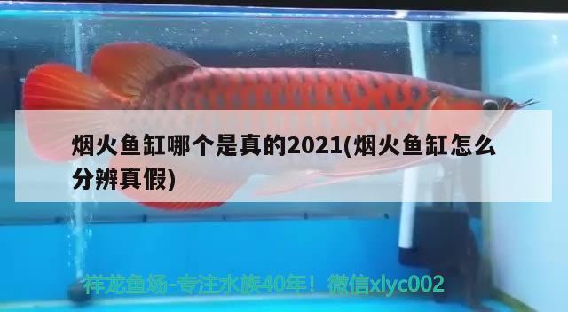 煙火魚缸哪個(gè)是真的2021(煙火魚缸怎么分辨真假)